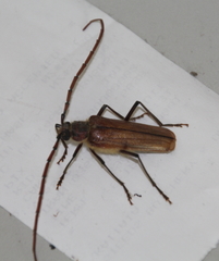 Ochrocydus huttoni