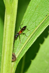 Neocompsa tenuissima