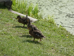 Anas platyrhynchos