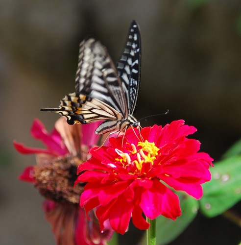Chinese Yellow Swallowtail