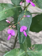 Desmodium