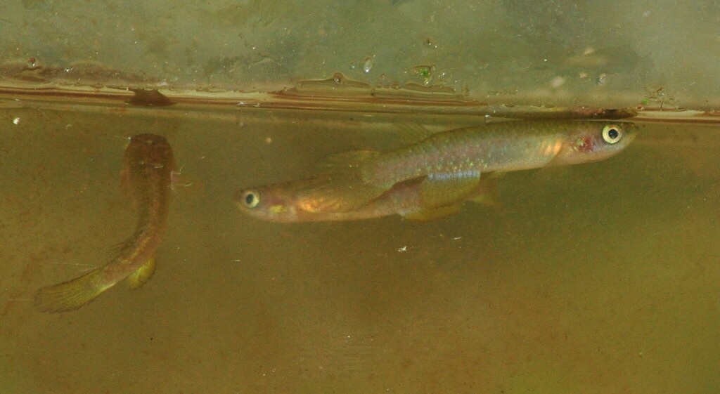 Guanabara Rivulus