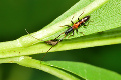 Neocompsa tenuissima