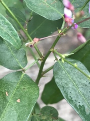 Desmodium