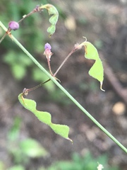 Desmodium