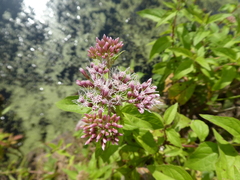 Eupatorium cannabinum