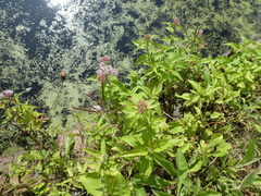 Eupatorium cannabinum