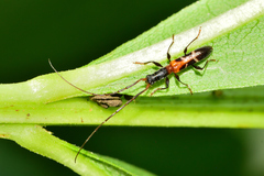 Neocompsa tenuissima