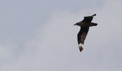 Stercorarius skua