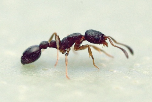 Photo of Lesser Sneaking Ant (Cardiocondyla minutior)