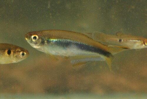 Blue tetra (Mimagoniates microlepis) — Characidae — 5