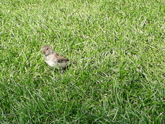 Passer domesticus