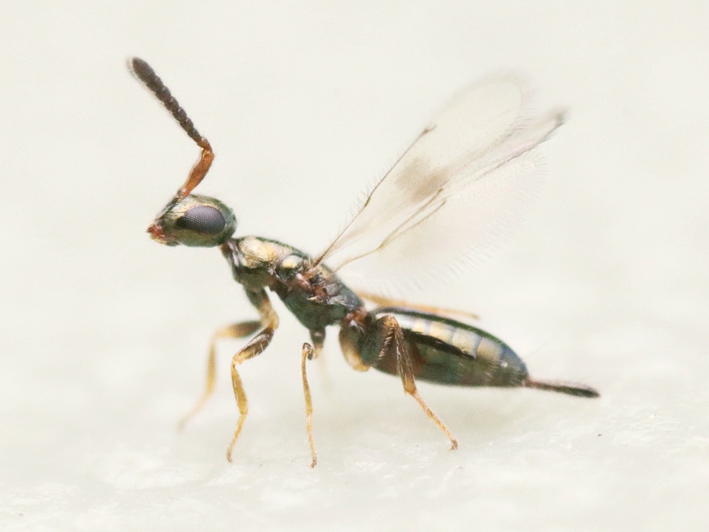 Neocalosoter