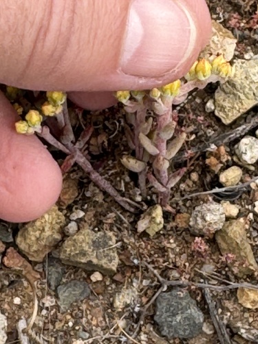 variegated liveforever (Dudleya variegata)