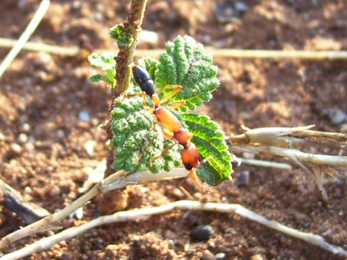 Photo of Indian Jumping Ant (Harpegnathos saltator)