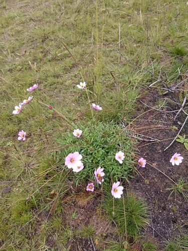 Cosmos peucedanifolius (Cosmos peucedanifolius)