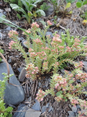 Sedum tenellum