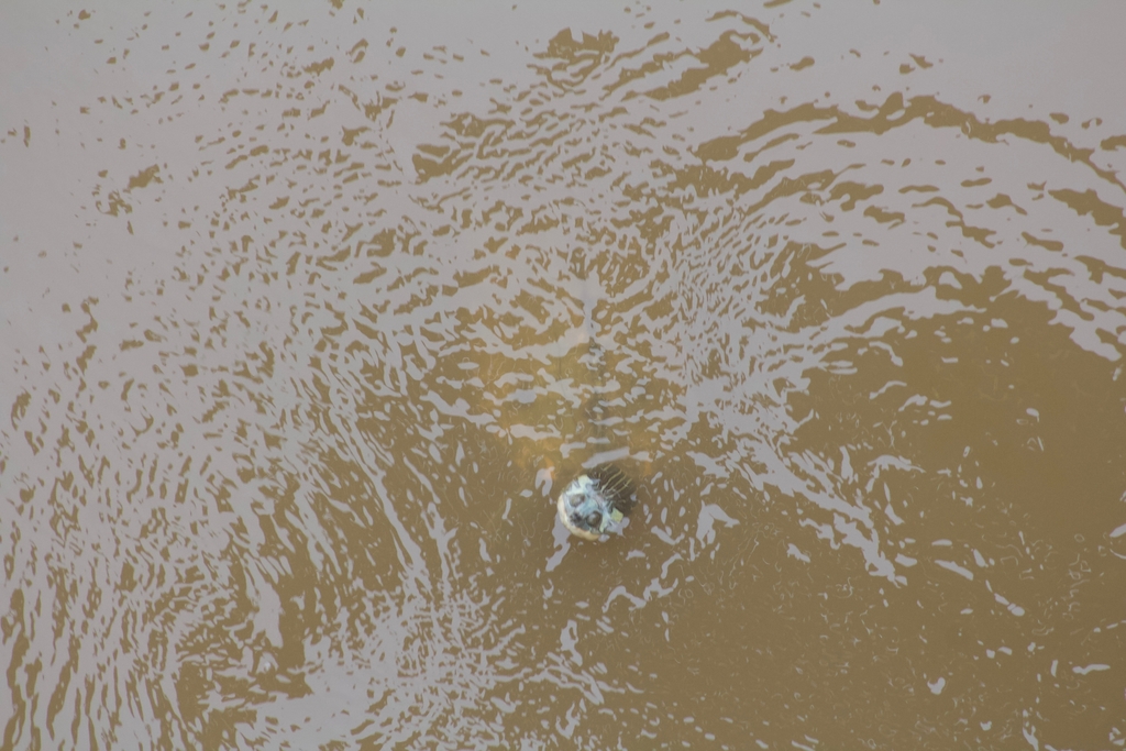 Pascagoula Map Turtle