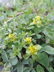 Cruciata