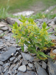 Cruciata