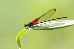 Hetaerina cruentata
