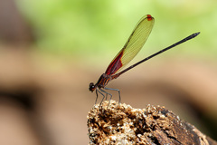 Hetaerina rosea