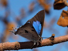 Iolaus alienus alienus