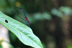 Hetaerina brightwelli