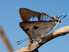 Iolaus alienus alienus