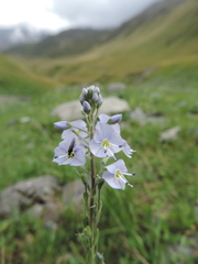 Veronica gentianoides