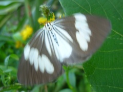 Nyctemera tripunctaria