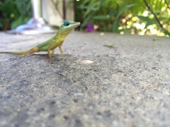 Anolis trinitatis
