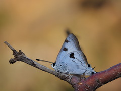 Iolaus alienus alienus