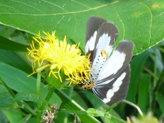 Nyctemera tripunctaria