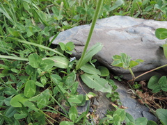 Veronica gentianoides