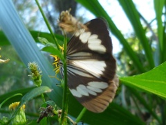 Nyctemera tripunctaria