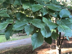 Magnoliopsida