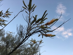 Grevillea eriostachya