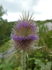 Dipsacus fullonum