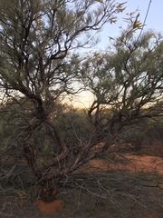 Grevillea eriostachya