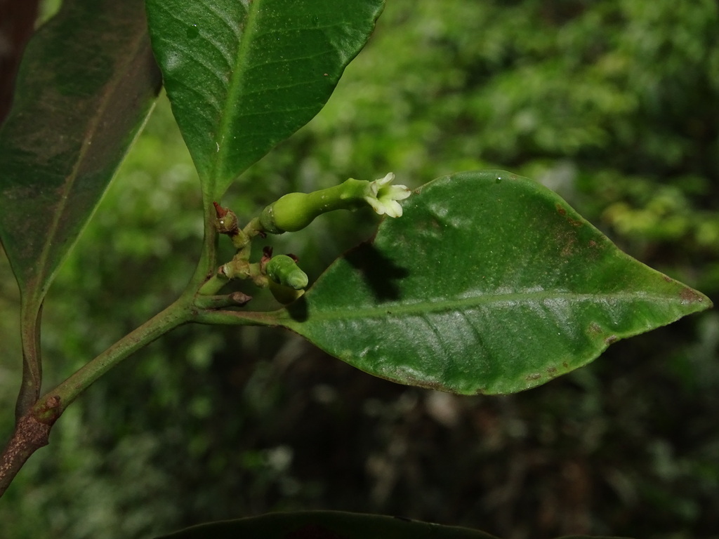 Lacmellea arborescens