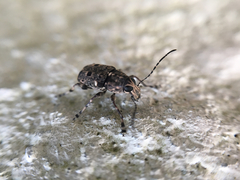 Anthribidae