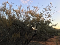 Grevillea eriostachya