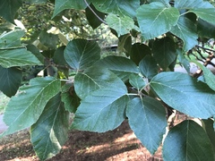 Fagus sylvatica