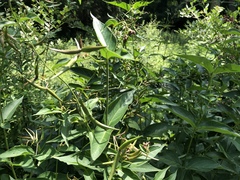 Vincetoxicum rossicum