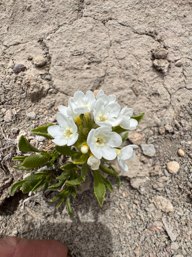 Creutzfeldt's Cryptantha (Oreocarya creutzfeldtii)