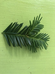 Taxus canadensis