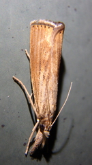Pediasia dorsipunctellus
