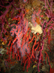 Corallium rubrum