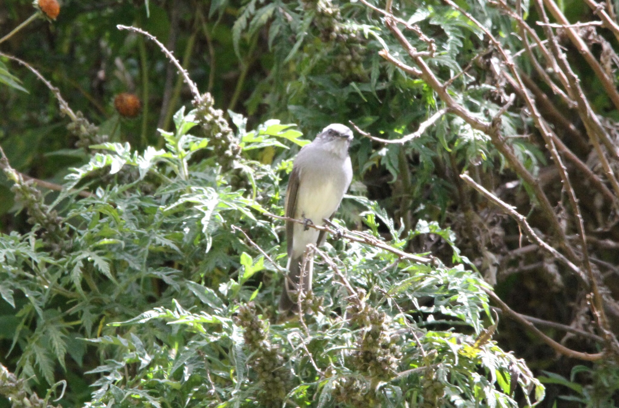White-browed Chat-Tyrant (Ochthoeca leucophrys), photo 2